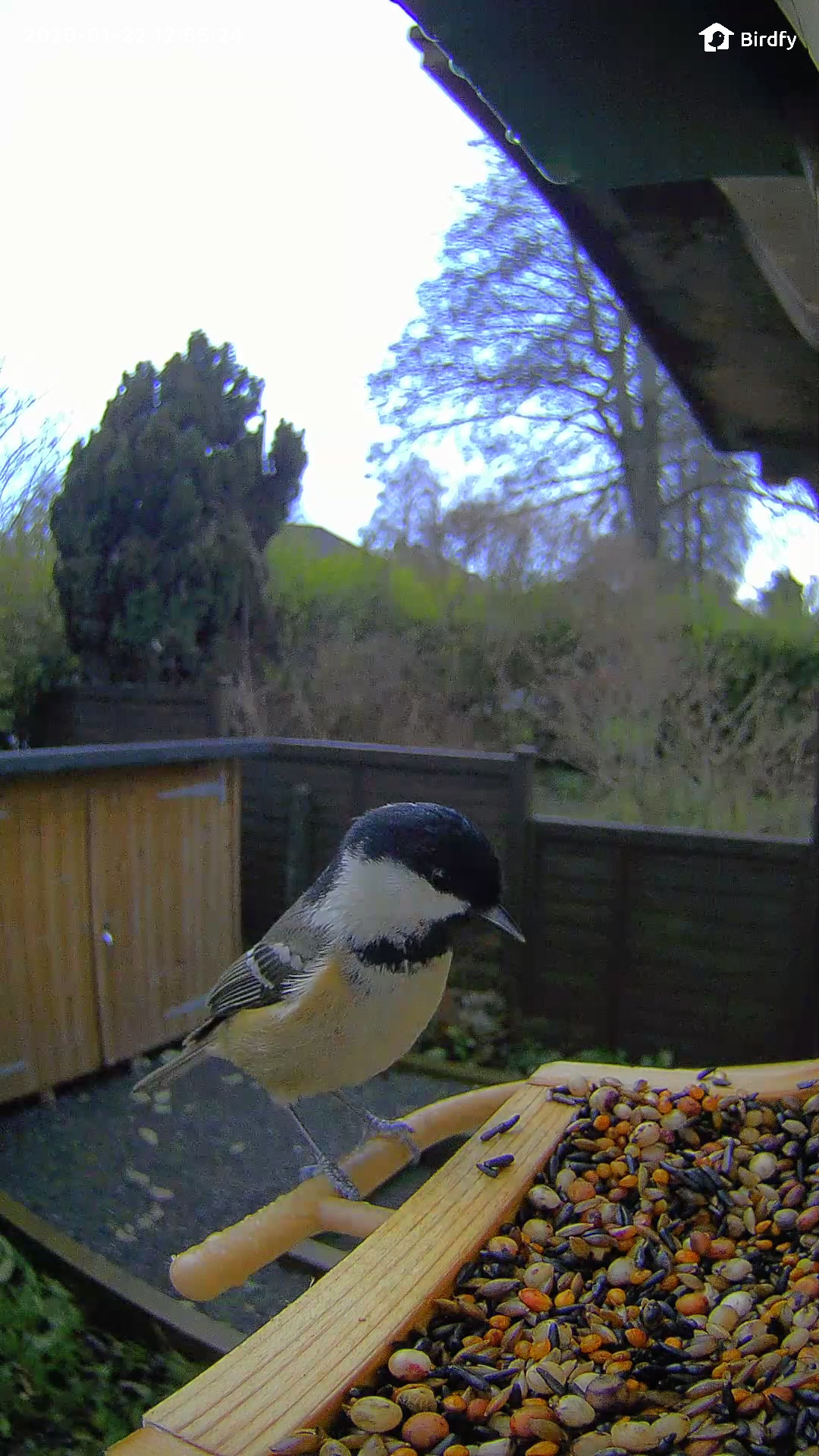 A coal tit perching on the edge of the Birdfy Wood