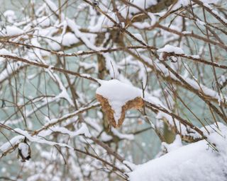 branches covered in snow