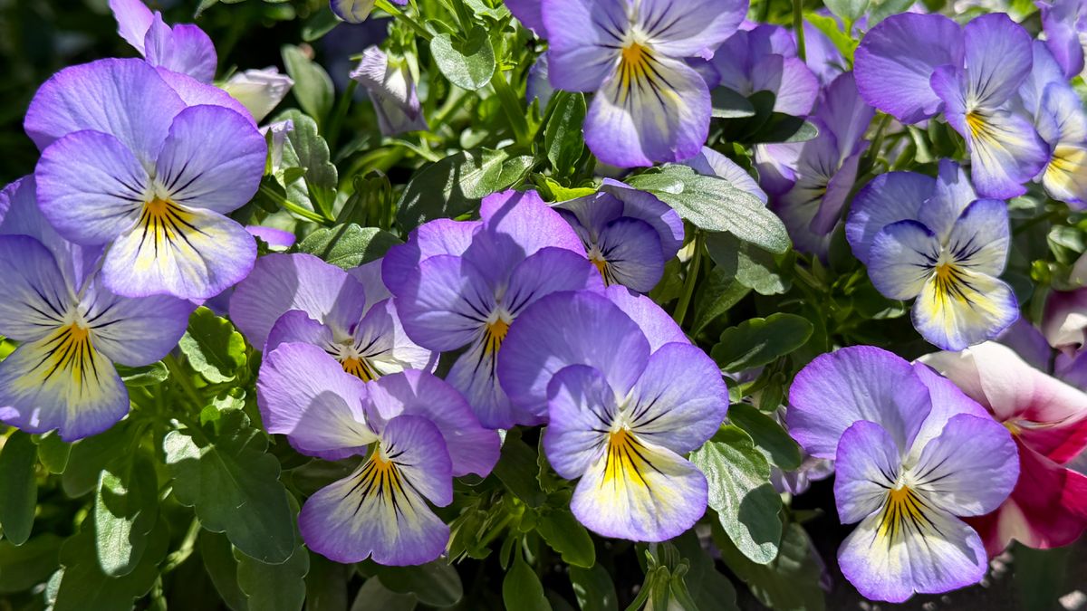 Step-by-Step to a Fall Hanging Basket Full of Color and Charm