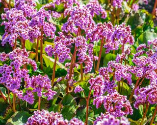 Background of pink flowers of frankincense, Bergenia crassifolia