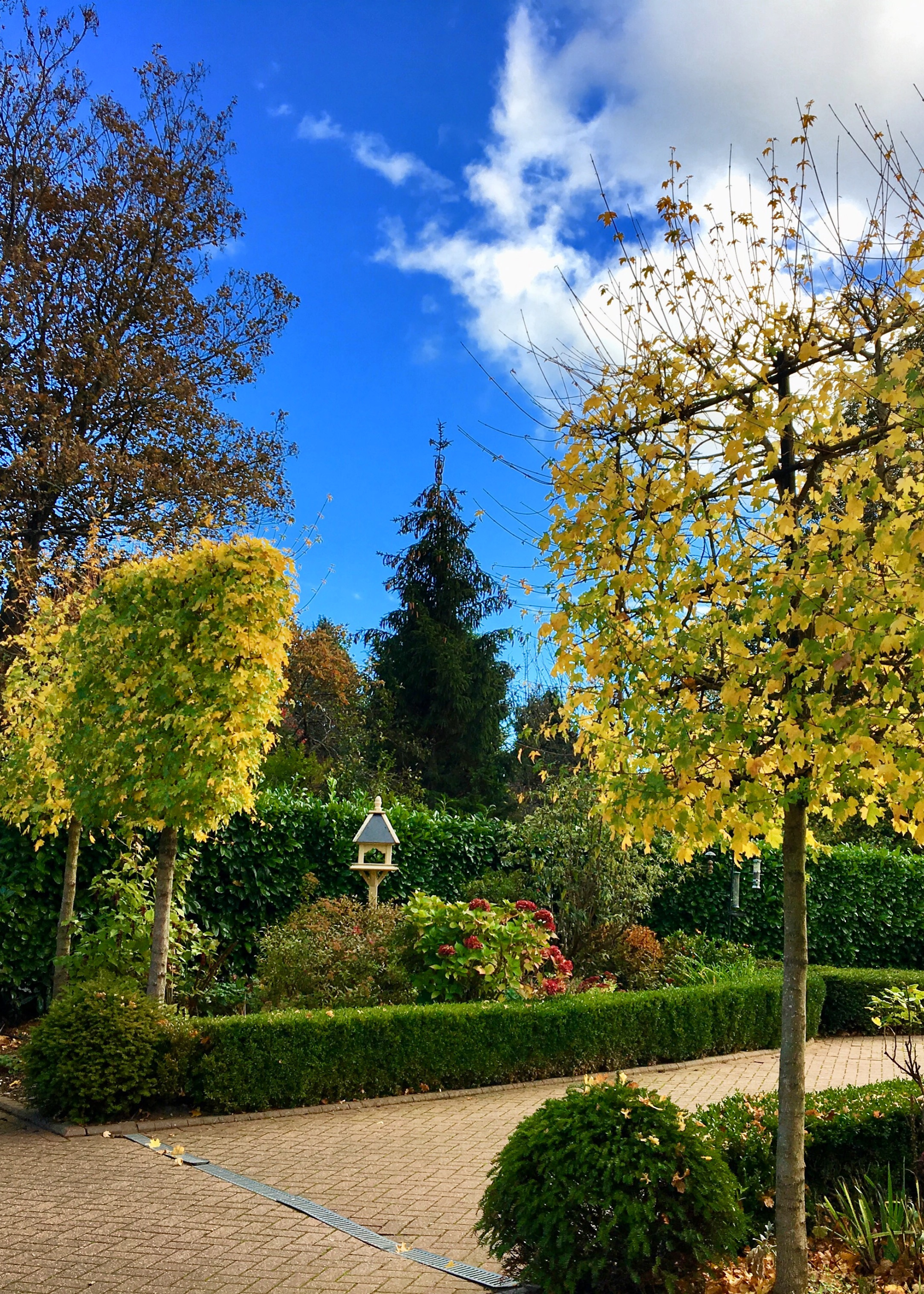 large pleached trees behind hedges