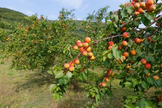 Ripe apricots on an Apricot tree