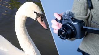 A swan and a Canon PowerShot V1 compact vlogging camera