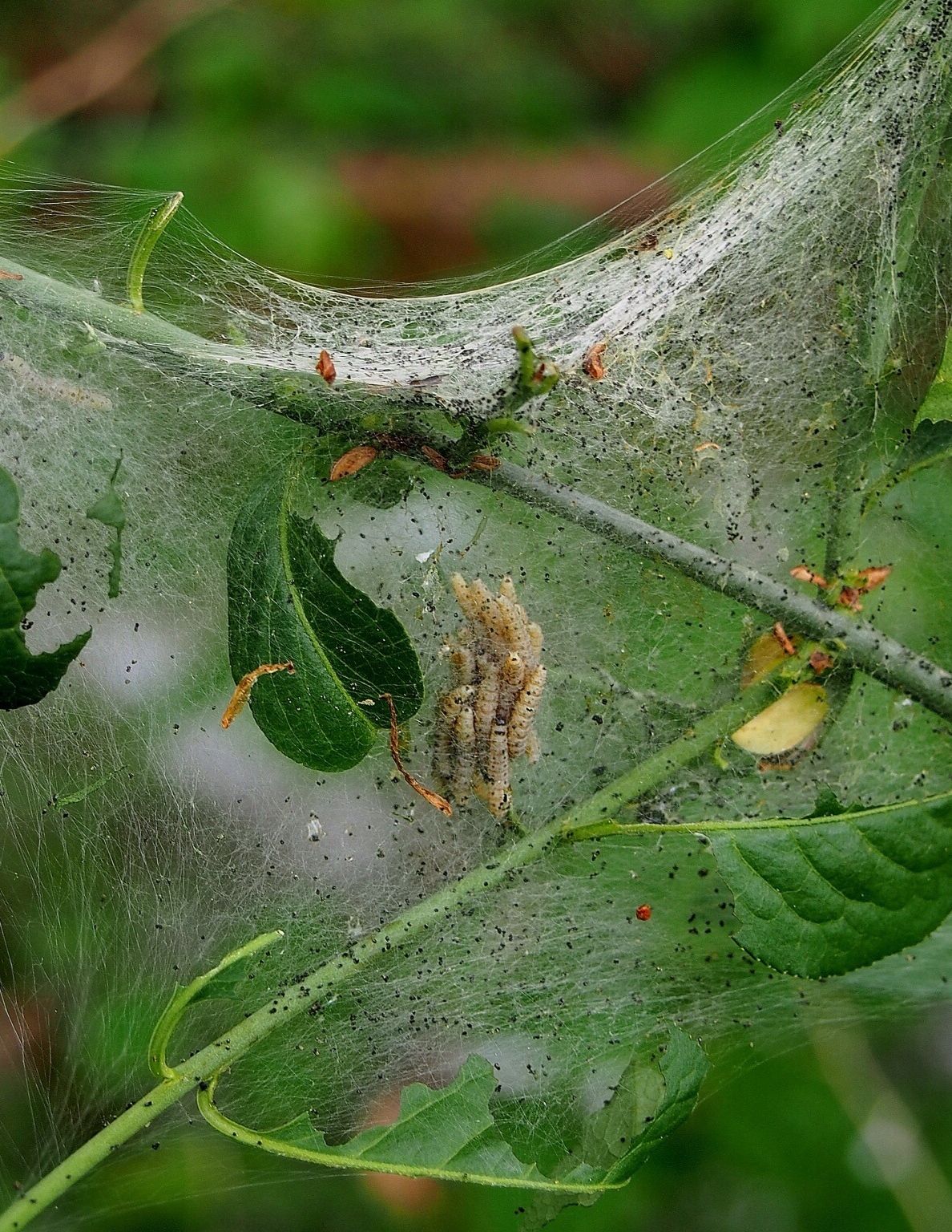How to kill maggots instantly experts share solutions