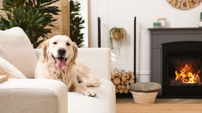 A blonde labrador on a white couch in a living room with a lit fire behind 