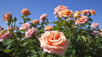 6-foot-tall roses make lasting impression