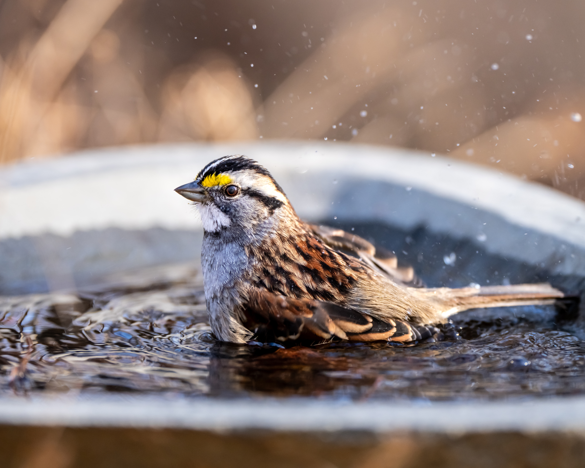 A white-throated sparrow (zonotrichia albicollis) splashes in a bird bath.