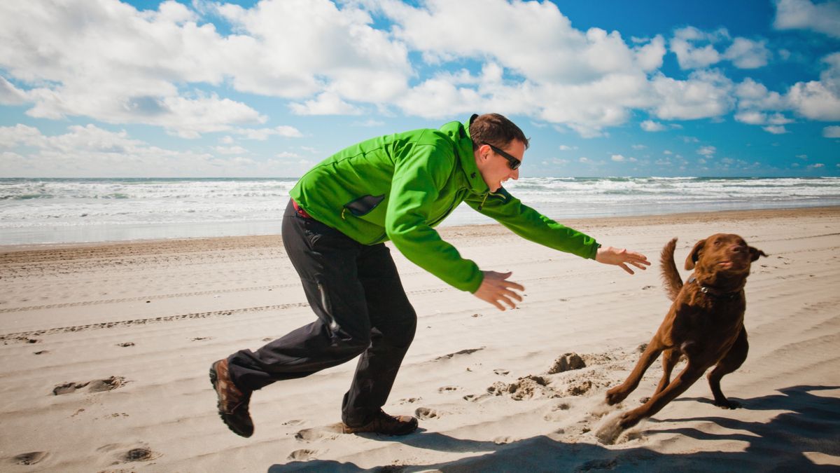 A Chesapeak Bay Retriever evades being caught by his owner while on the beach