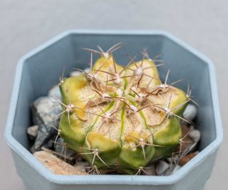 sunburned cactus
