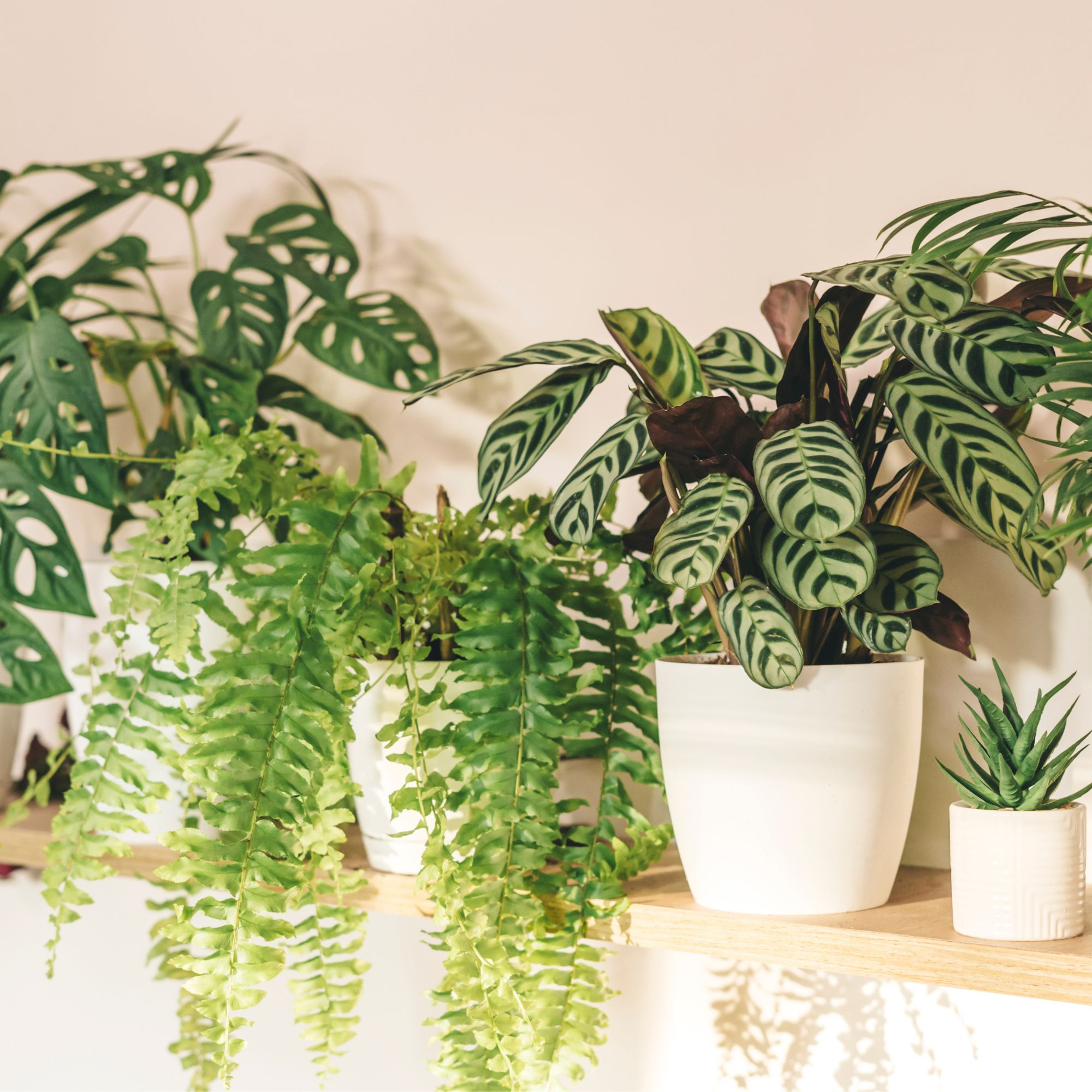 houseplants on shelf 