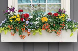 a colorful planted window box