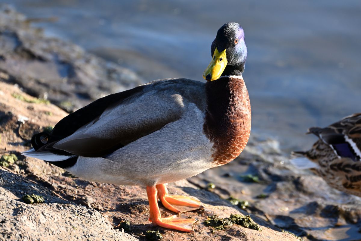 Nikon Z 100-400mm f/4.5-5.6 VR S