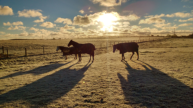 Ashleigh Corbett caught this picture of her mares at home in Bangor, Northern Ireland
