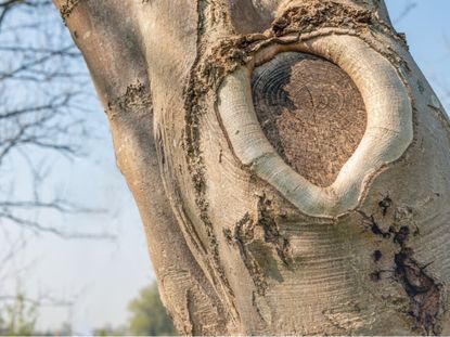 A Tree Wound