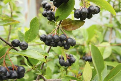 Black Nero Aronia Berries