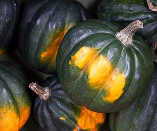 A dark green acorn squash growing in the vegetable garden on a vine