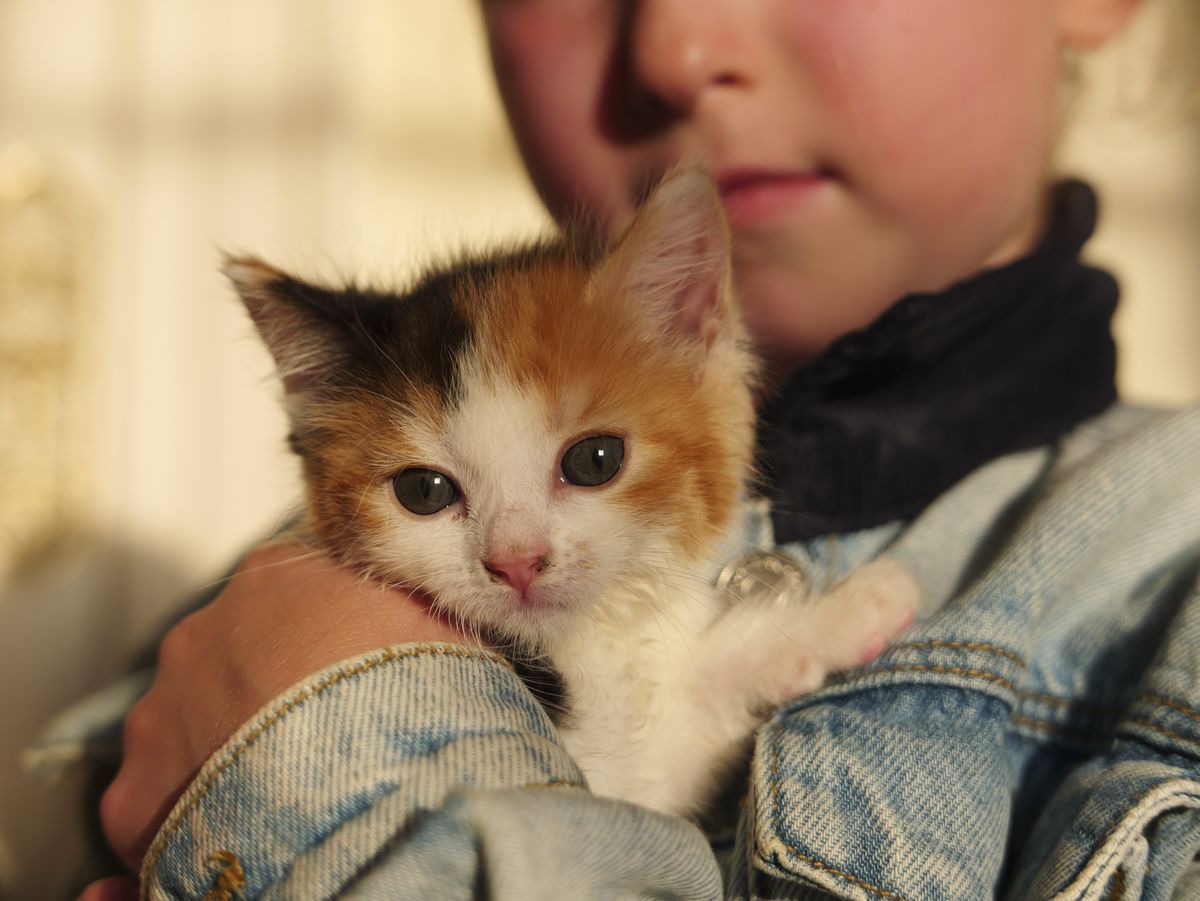 Sample image taken with the Panasonic Lumix L10; tiny cute kitten being held by a girl, golden light