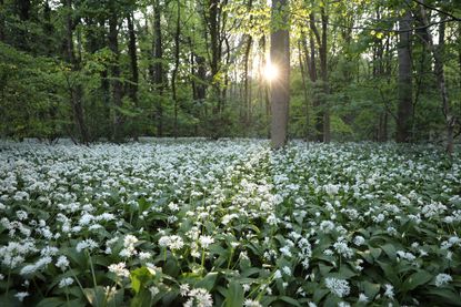 A field of flowering garlic in England.