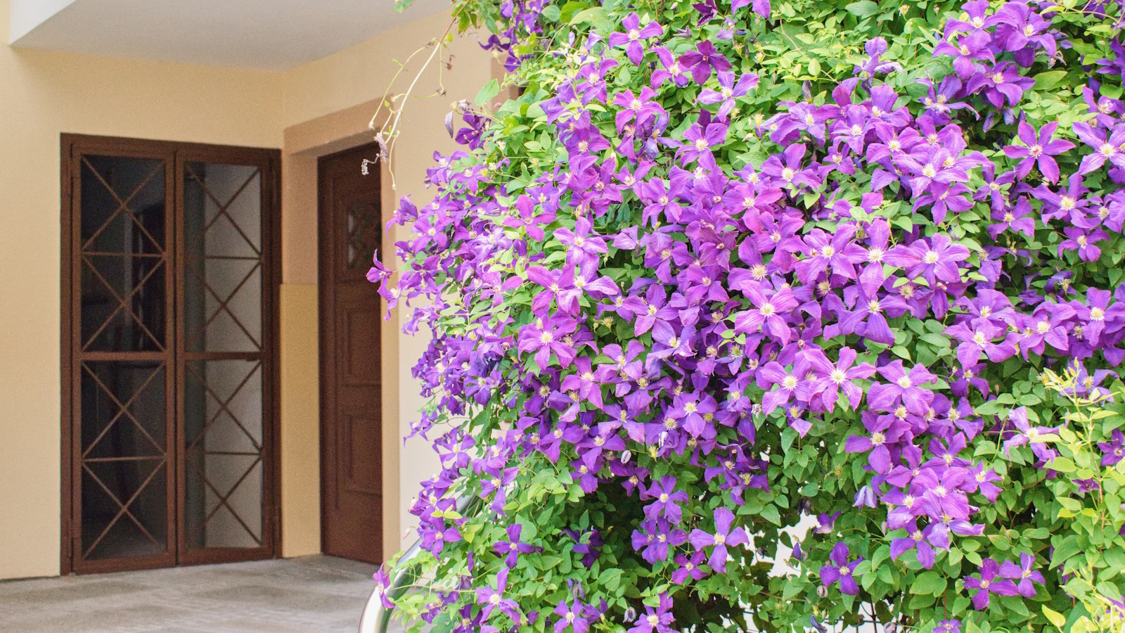 purple clematis
