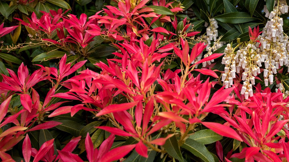 Pieris care and growing guide: expert tips on how to grow a dazzling andromeda bush