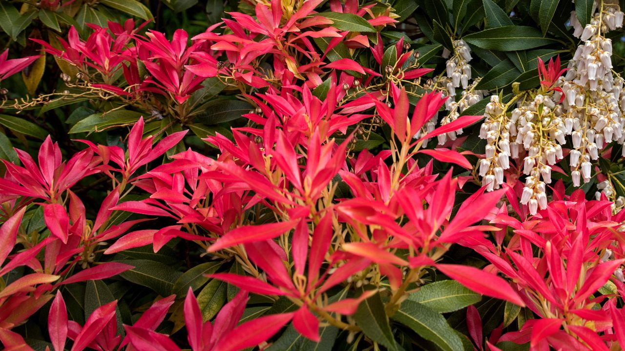 pieris Forest Flame with red growth in garden border 