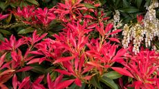 pieris Forest Flame with red growth in garden border 