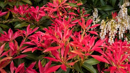 pieris Forest Flame with red growth in garden border 