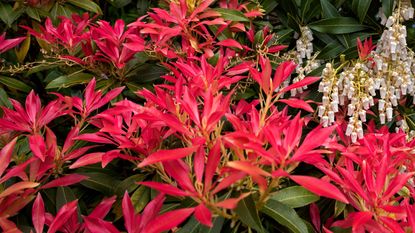 pieris mountain fire