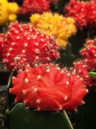 Red gymnocalycium flower buds grafted onto the colorful ruby ball cactus and the red cap cactus