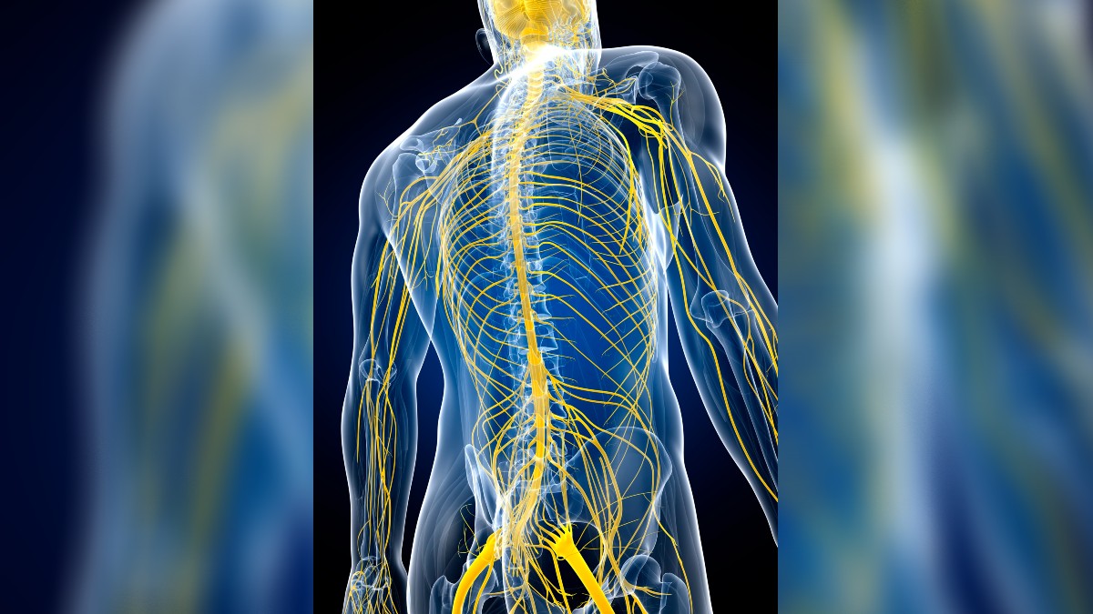 An illustration of the nervous system