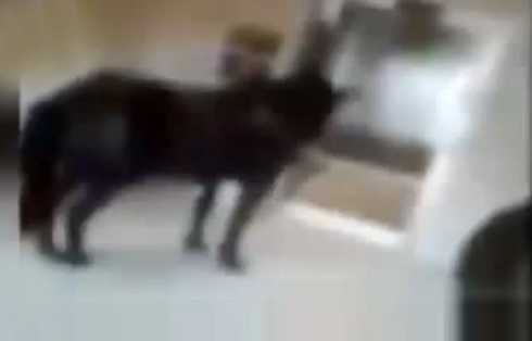 lobby-horse.jpg