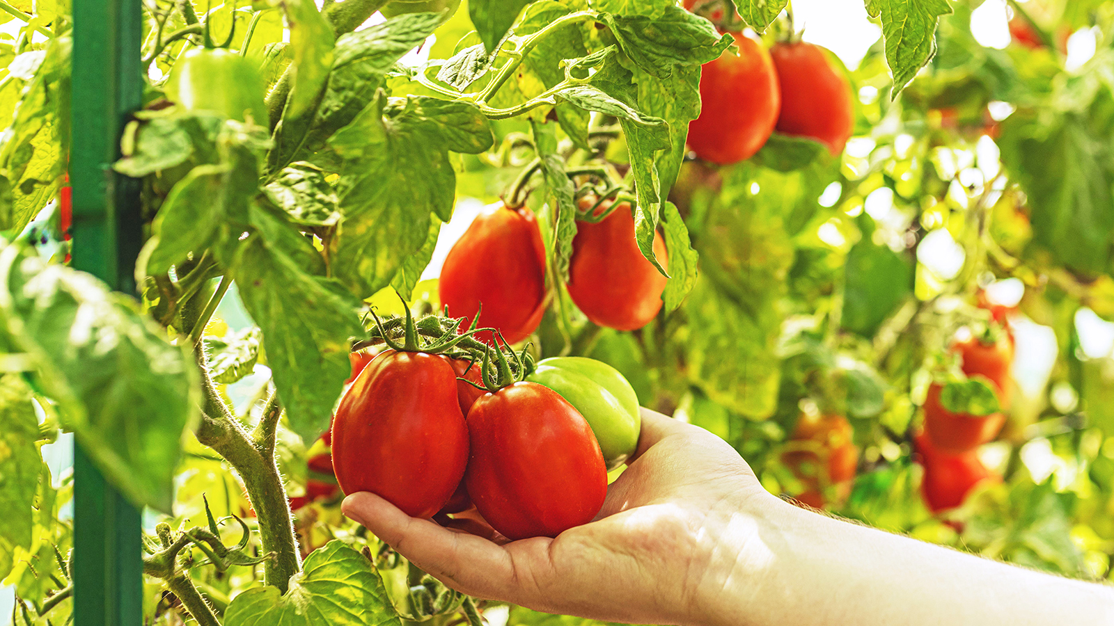 Gardener inspects tomatoes growing on the vine