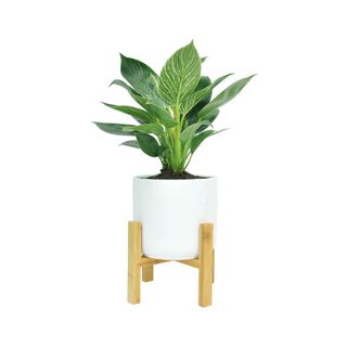 Tall Green Philodendron in white pot