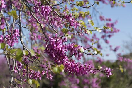 Redbud Tree