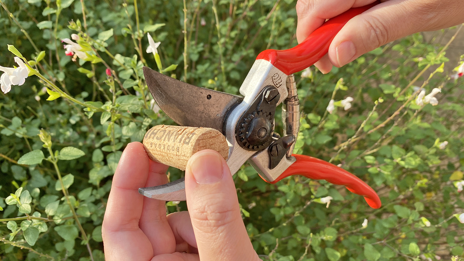 Sharpening hand pruners with a wine cork