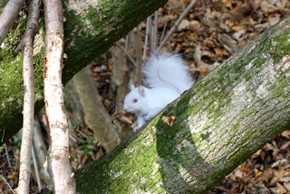 This white squirrel has been living in Thomas's garden for a couple of weeks