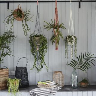house plants hanging against white wall above glass vases