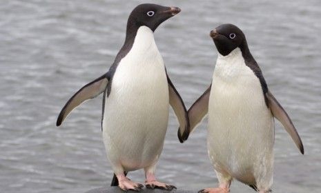 A pair of Adelie penguins: Chinese zookeepers have allowed two &amp;quot;gay&amp;quot; penguins to adopt a chick from a female penguin who was struggling to care for both of her twins.