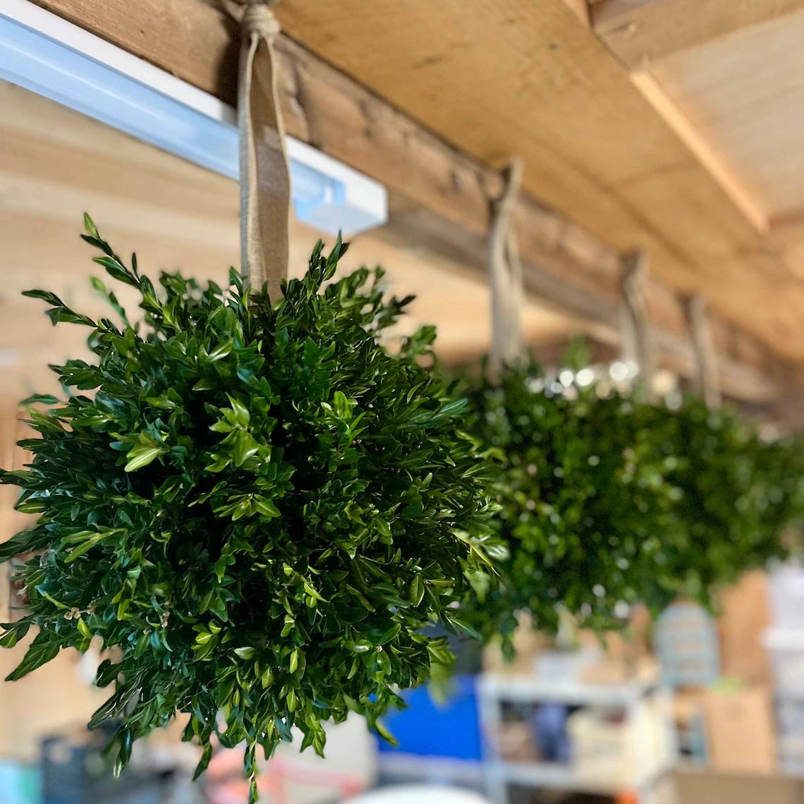 Boxwood kissing balls hanging from ribbons