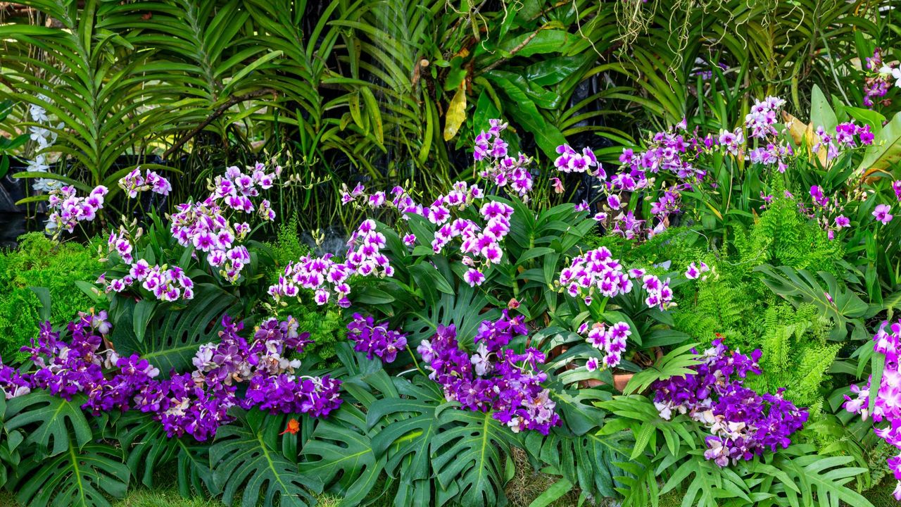 A lush tropical garden filled with colorful purple blooms 