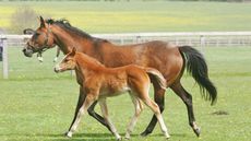 Artificial insemination in horses is a popular choice when breeding sport horses.