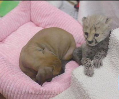 Cheetah cub, puppy form strong and unlikely bond