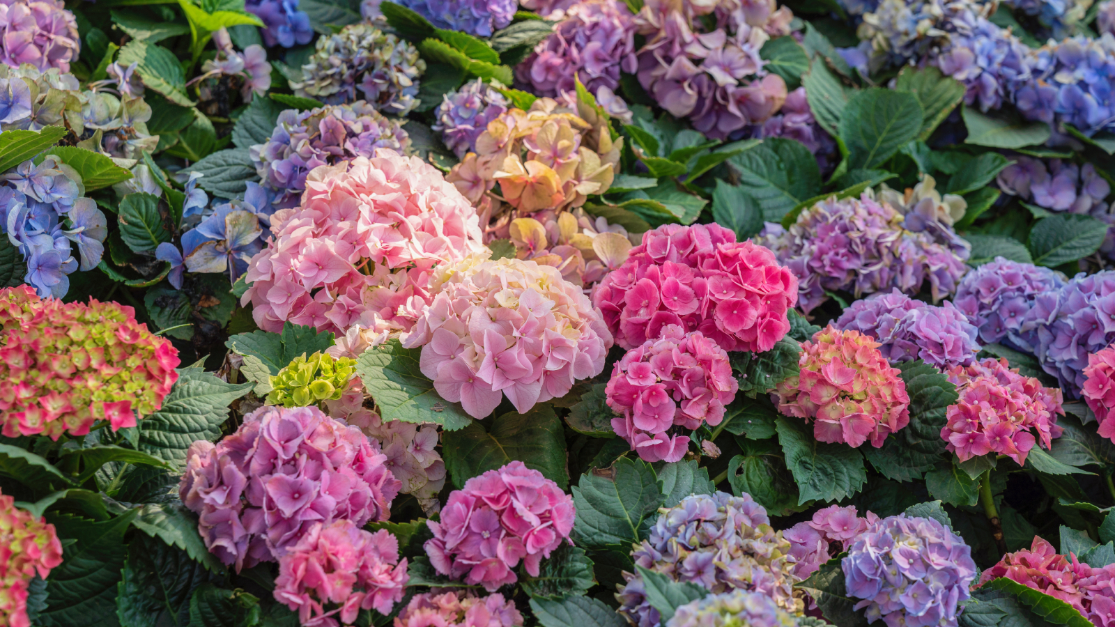 Different colored mophead hydrangea flowers