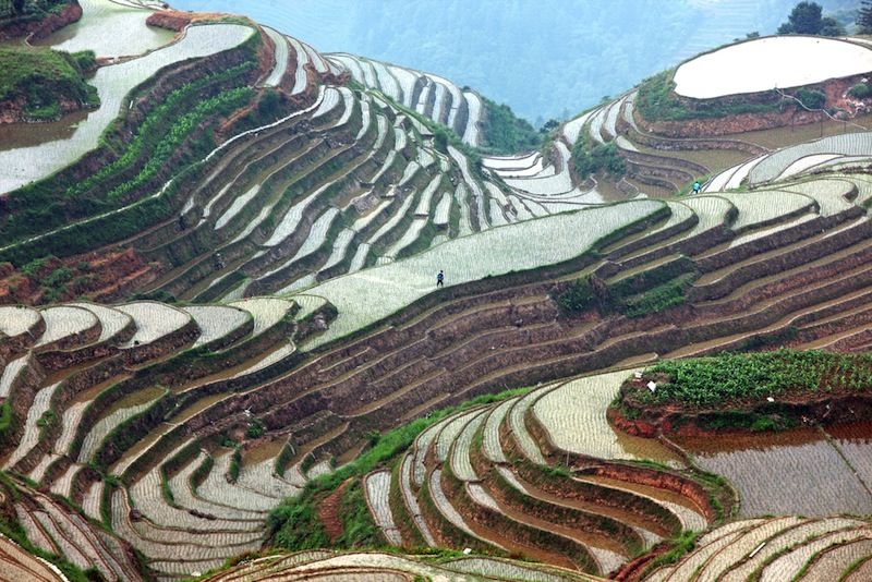 rice paddy in guanxi