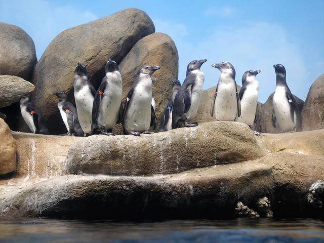 African penguins in an exhibit.