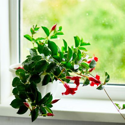 mandevilla in a windowsill