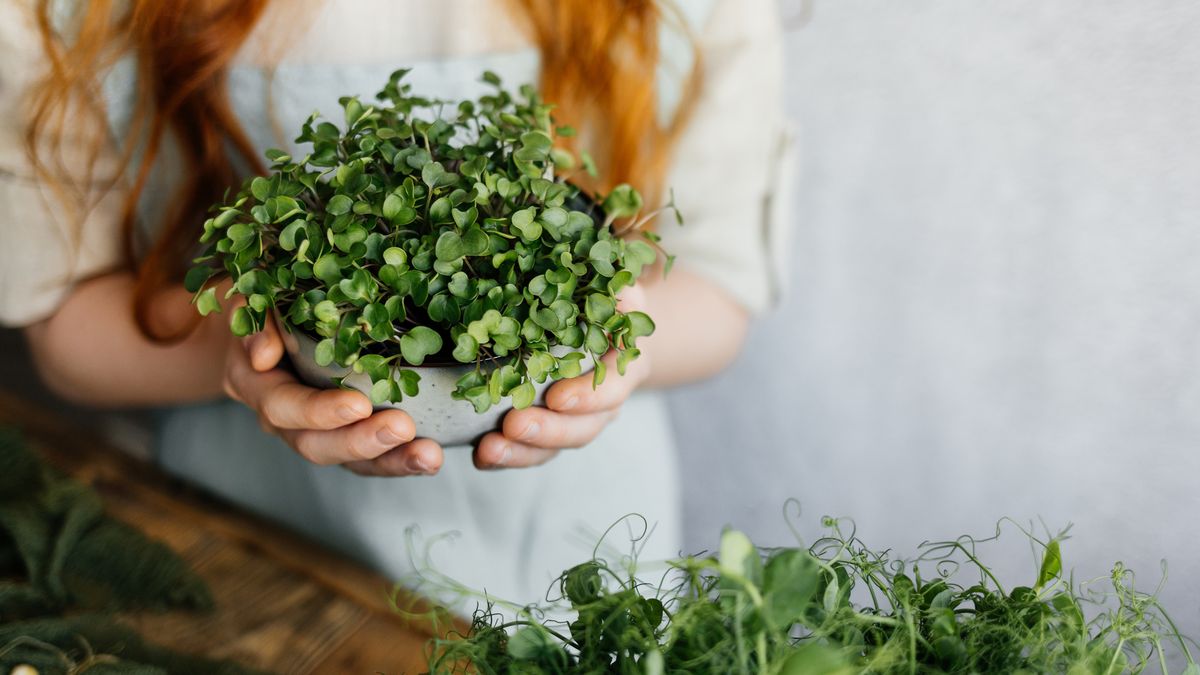 Best microgreens to grow indoors: 12 easy crops to try
