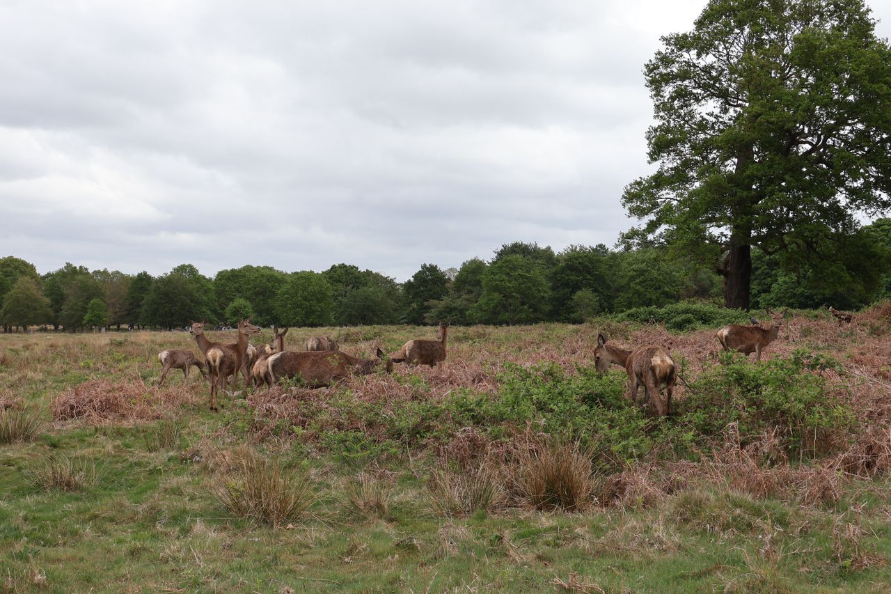 A picture of deer in a field, taken on the Canon EOS R50 V.
