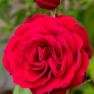Thompson & Morgan Rose 'Scented Double Red'