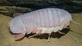 A giant isopod walks along the sandy ocean bottom. The isopod is lilac in color and armored with an exoskeleton.